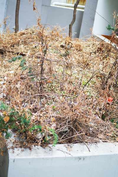 IMGP0104.jpg