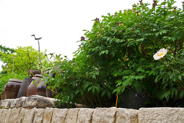 IMGP0481.jpg