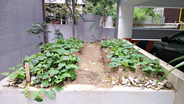 IMAG0115.jpg